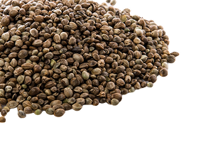 Pepper
